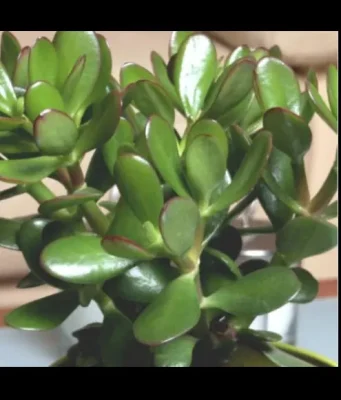Crassula, planta-minune din casa ta! Cum te poate salva de arsuri, angină sau hemoroizi!