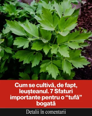 Leușteanul, planta-minune din grădina ta! Cum să-l cultivi corect pentru o recoltă bogată și sănătoasă