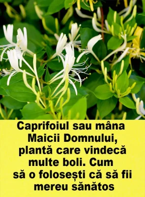 Mana Maicii Domnului, planta miraculoasă care vindecă răceli, dureri și anxietate! Cum să o folosești corect pentru sănătate