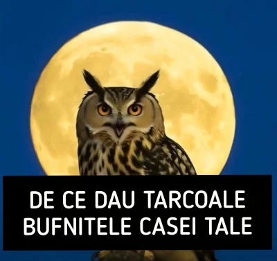 Ai văzut o bufniță lângă casă? Nu o alunga! Detaliul pe care mulți români îl ignoră, dar e vital să-l știi