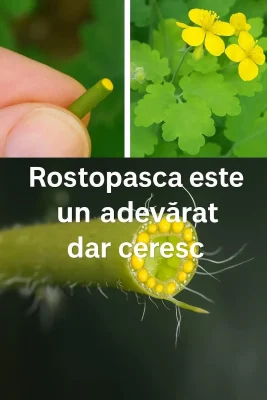 Planta care vindecă 150 de boli! Se culege doar în zodia Leului și face minuni pentru ficat. Nu o mai ignora!